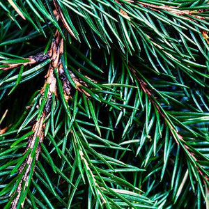 Fraser Fir